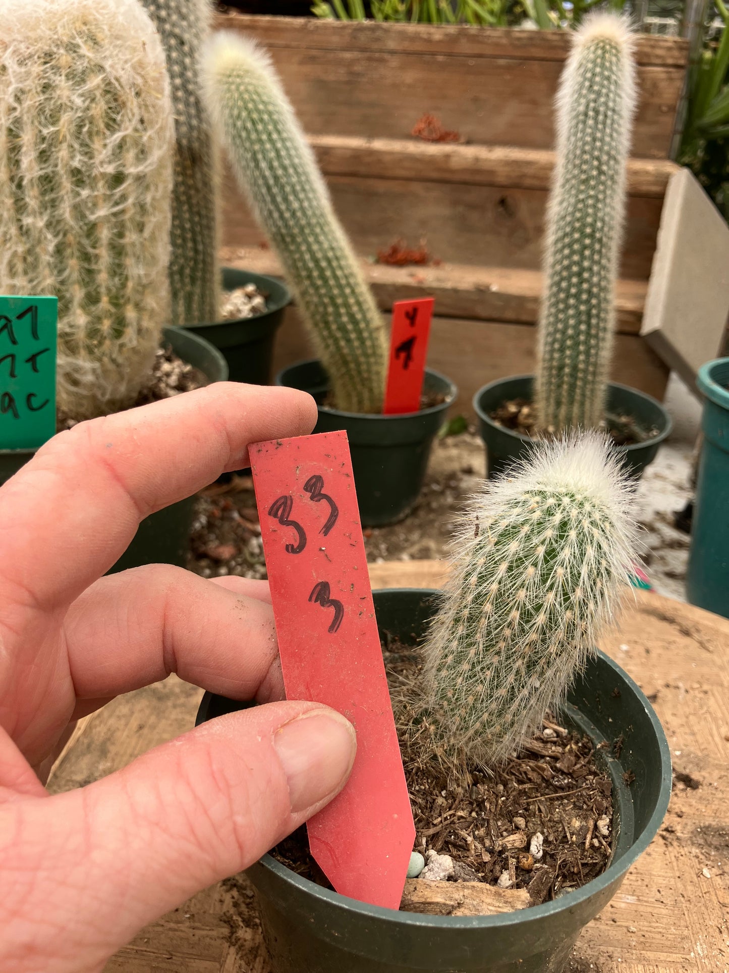 Oreocereus doelzianus Old Woman, Old Man Cactus 3"Tall #33R