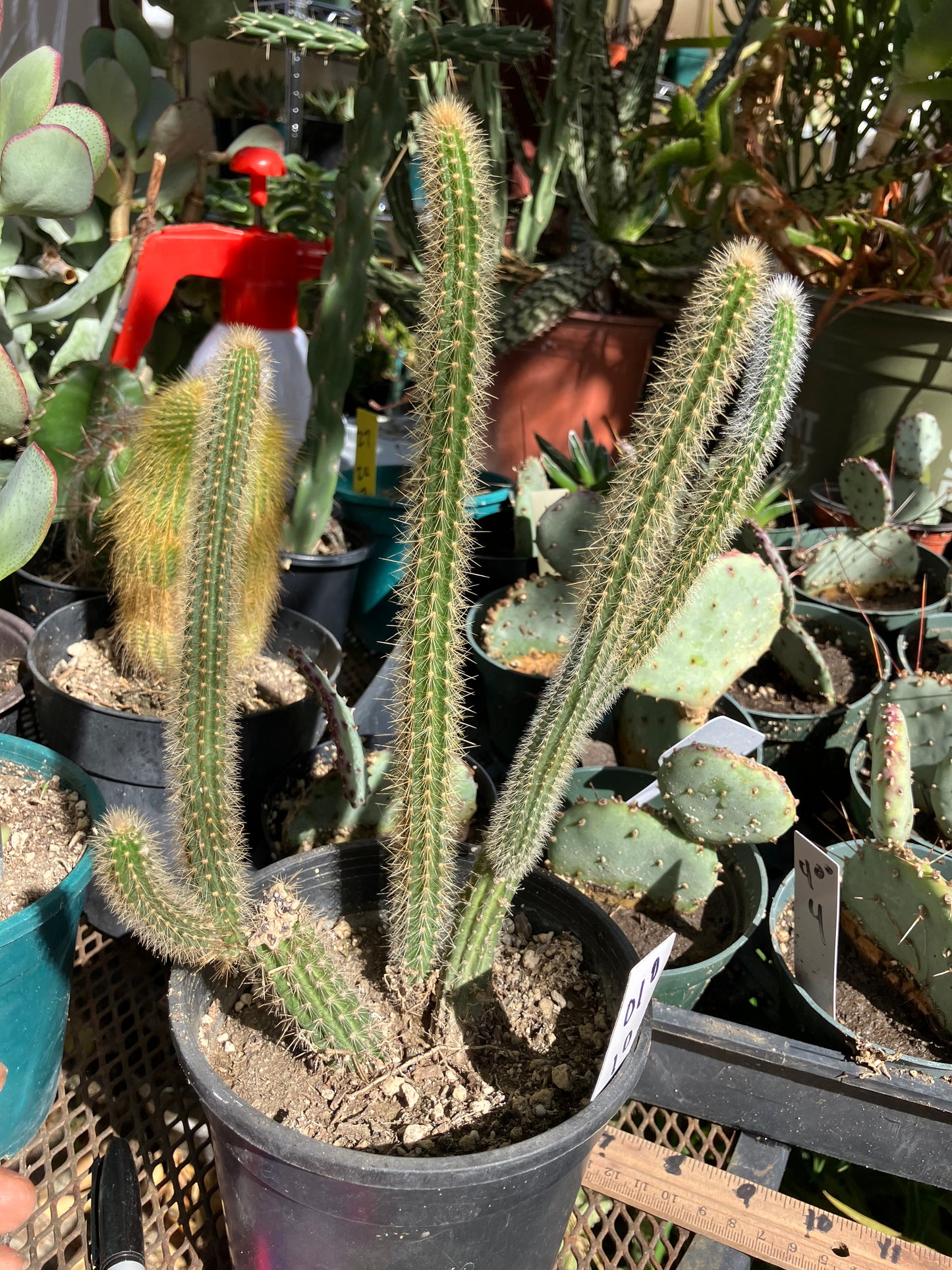 Corryocactus erectus "Red Hot Chili Poker" 10"Tall 6"Wide #010W