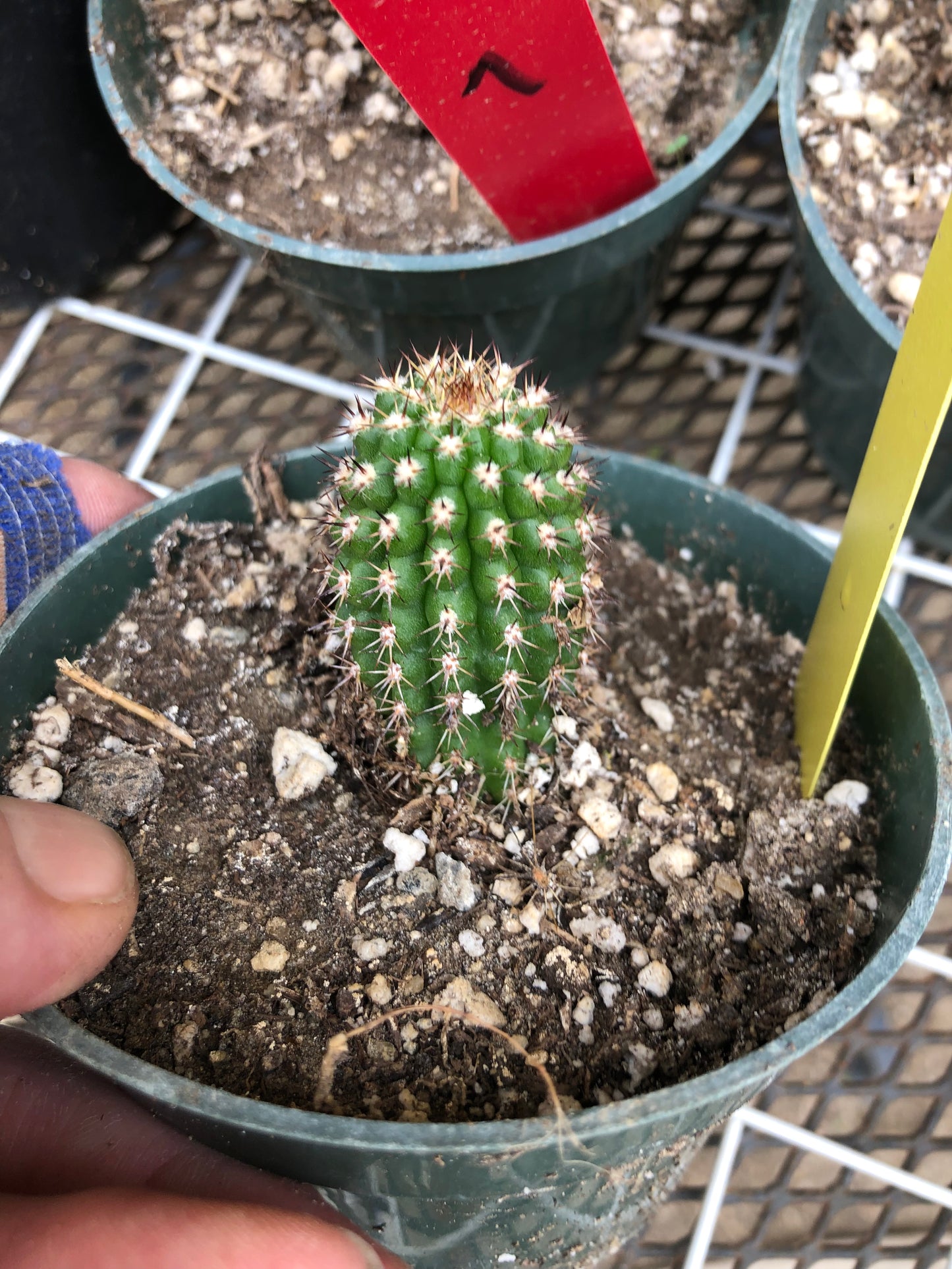 Trichocereus brevispinulosus Indian Comb Cactus 2"Tall #2Y