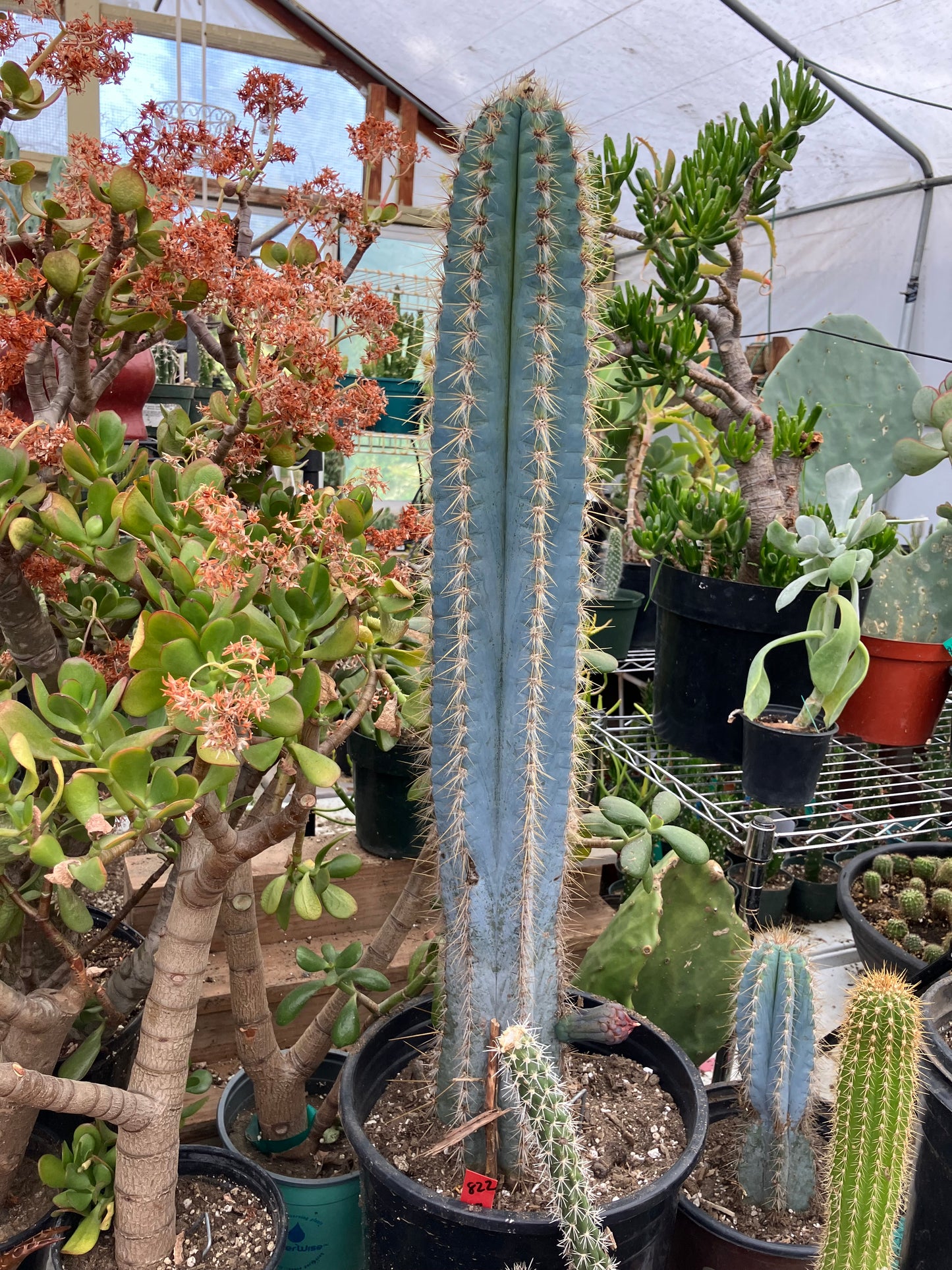 Pilosocereus Blue Azureus Cactus 28" Tall 12.5"Circumference #822R
