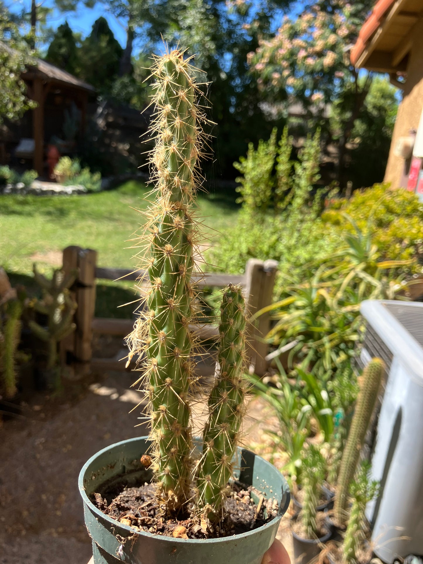 Cholla Cylindropuntia Buckhorn Cactus 10”Tall #1W