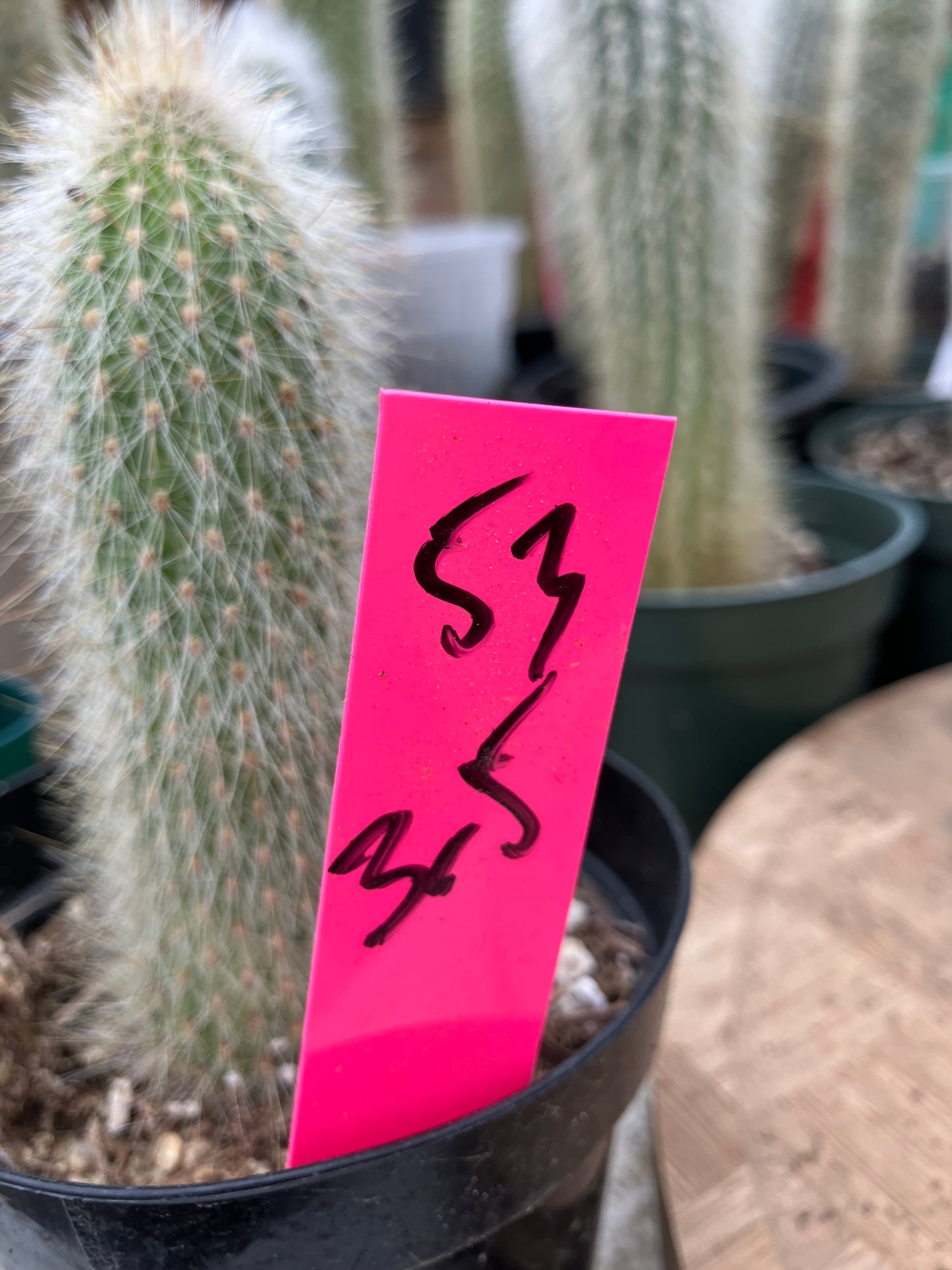 Cleistocactus tupizensis Silver Pole/Torch Cactus 3.5”Tall #53P