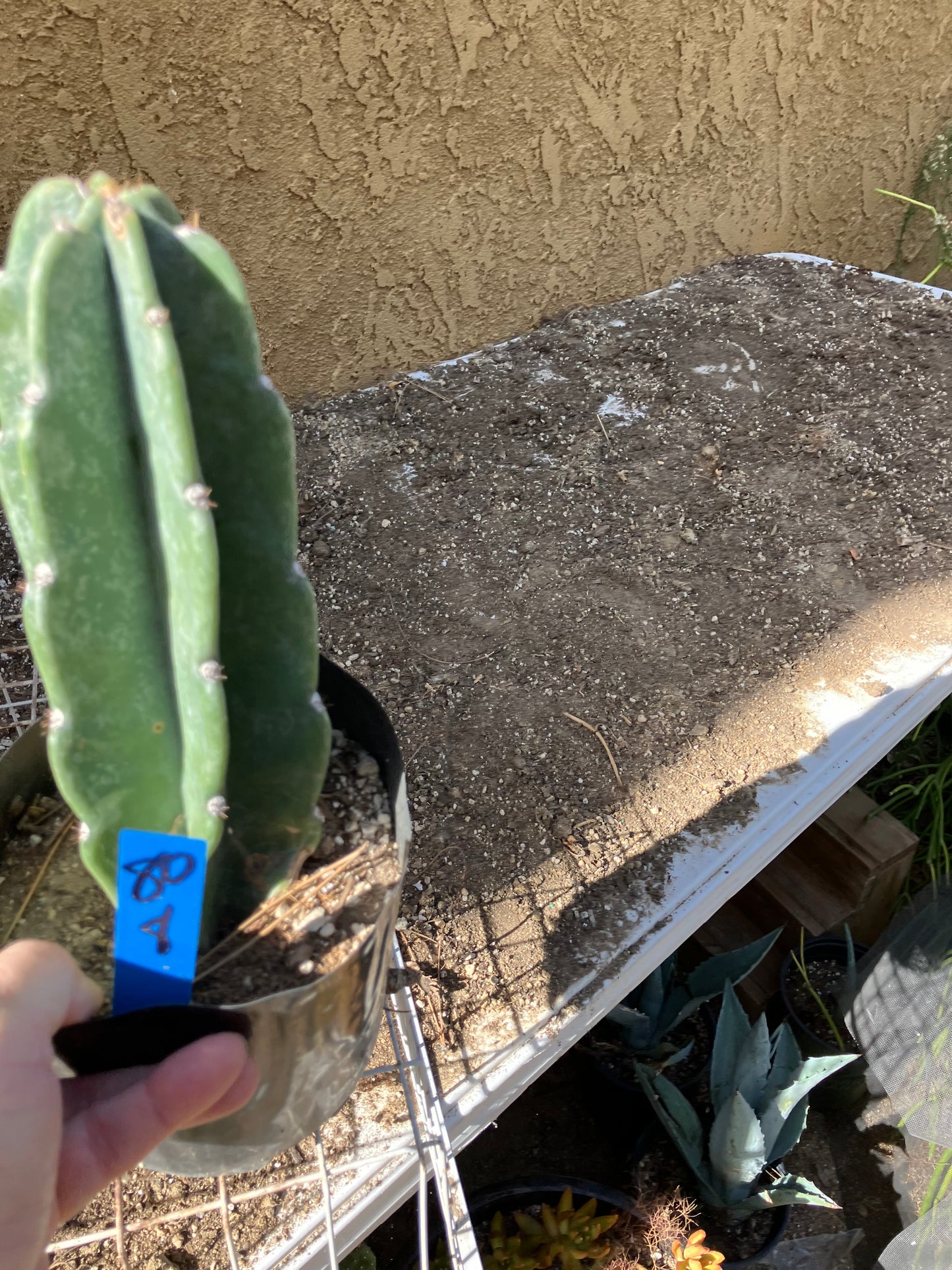 Cereus Peruvianus Night Blooming 8”Tall #80B