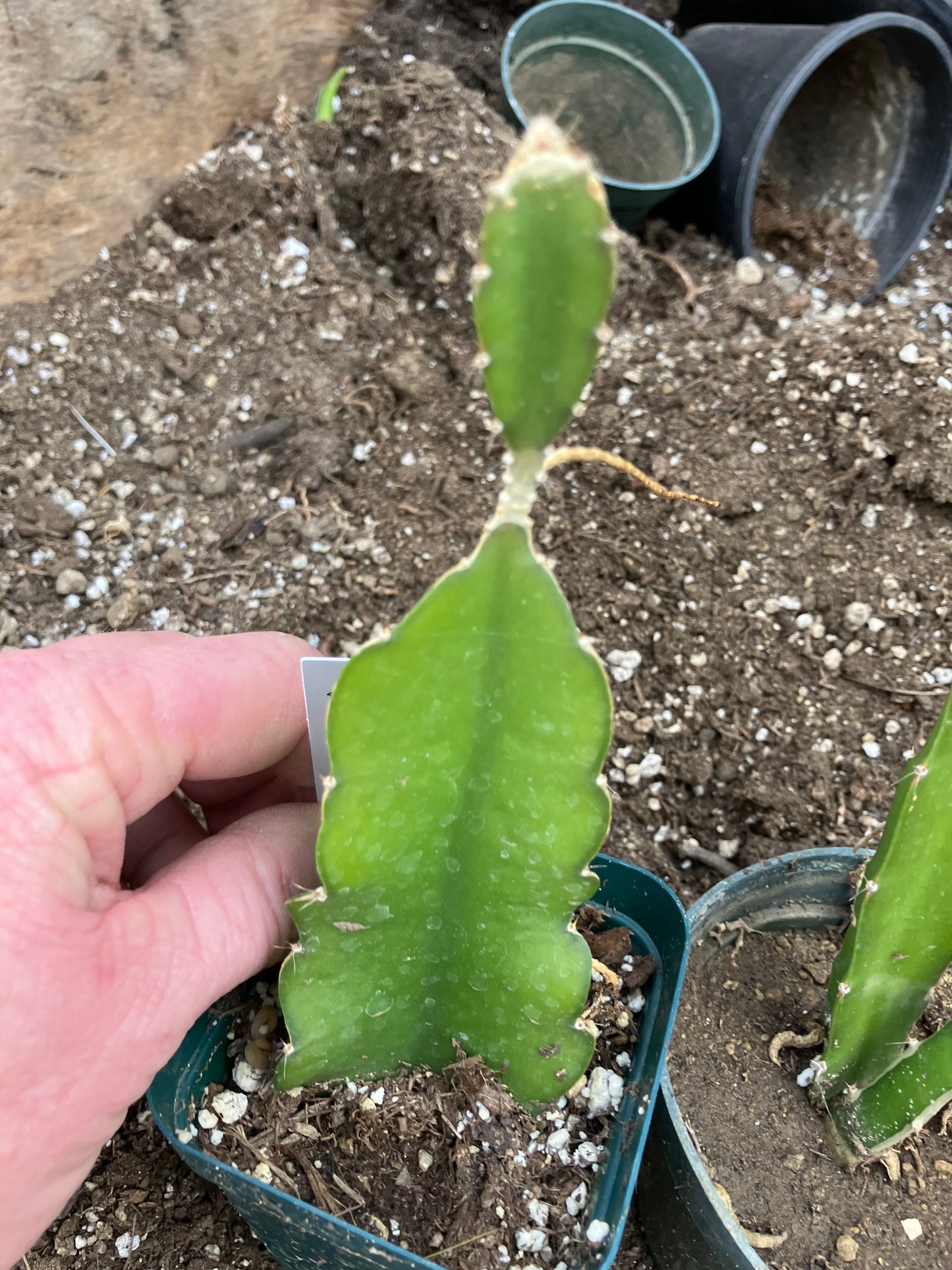 Dragon Fruit Plant Rooted Pitaya or Pitahaya 7" Tall #7W