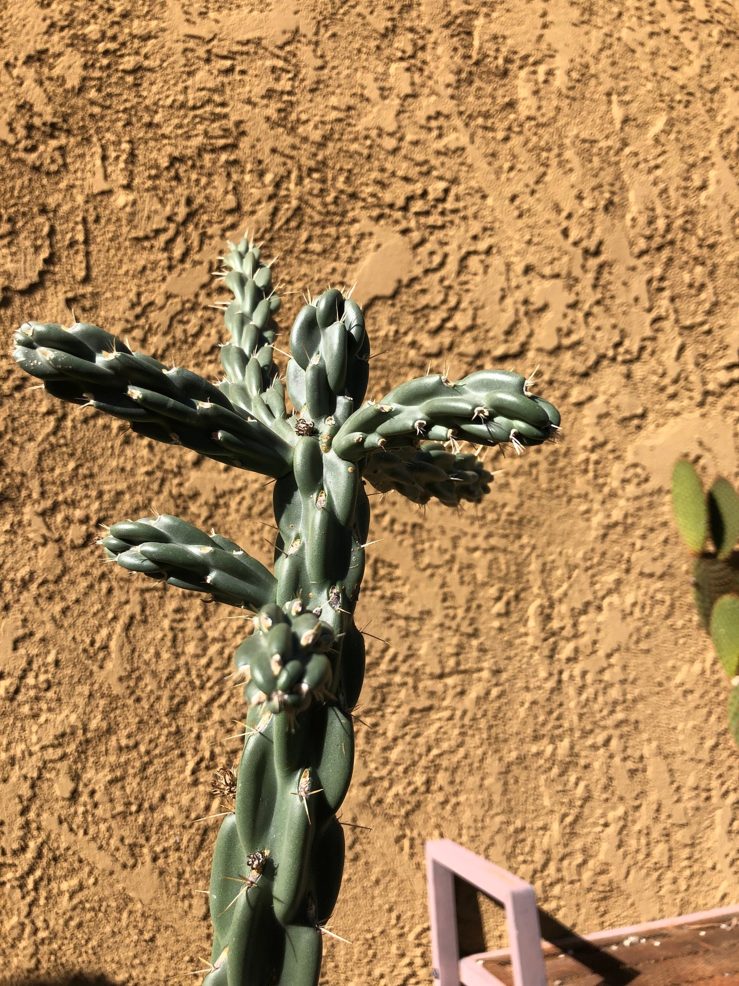 Cholla Cylindropuntia  Buckhorn 24”Tall #2W