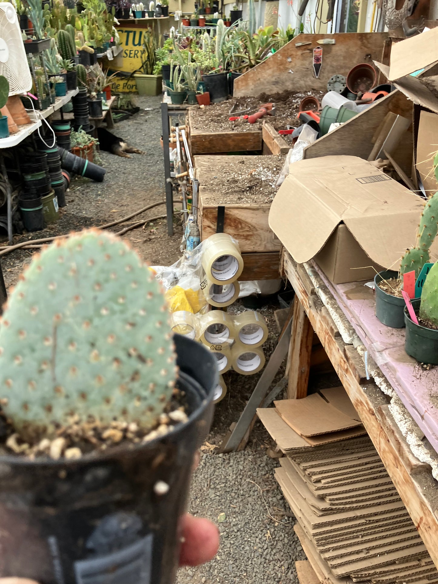 Opuntia Basilaris Beavertail Cactus 3"Tall #83R