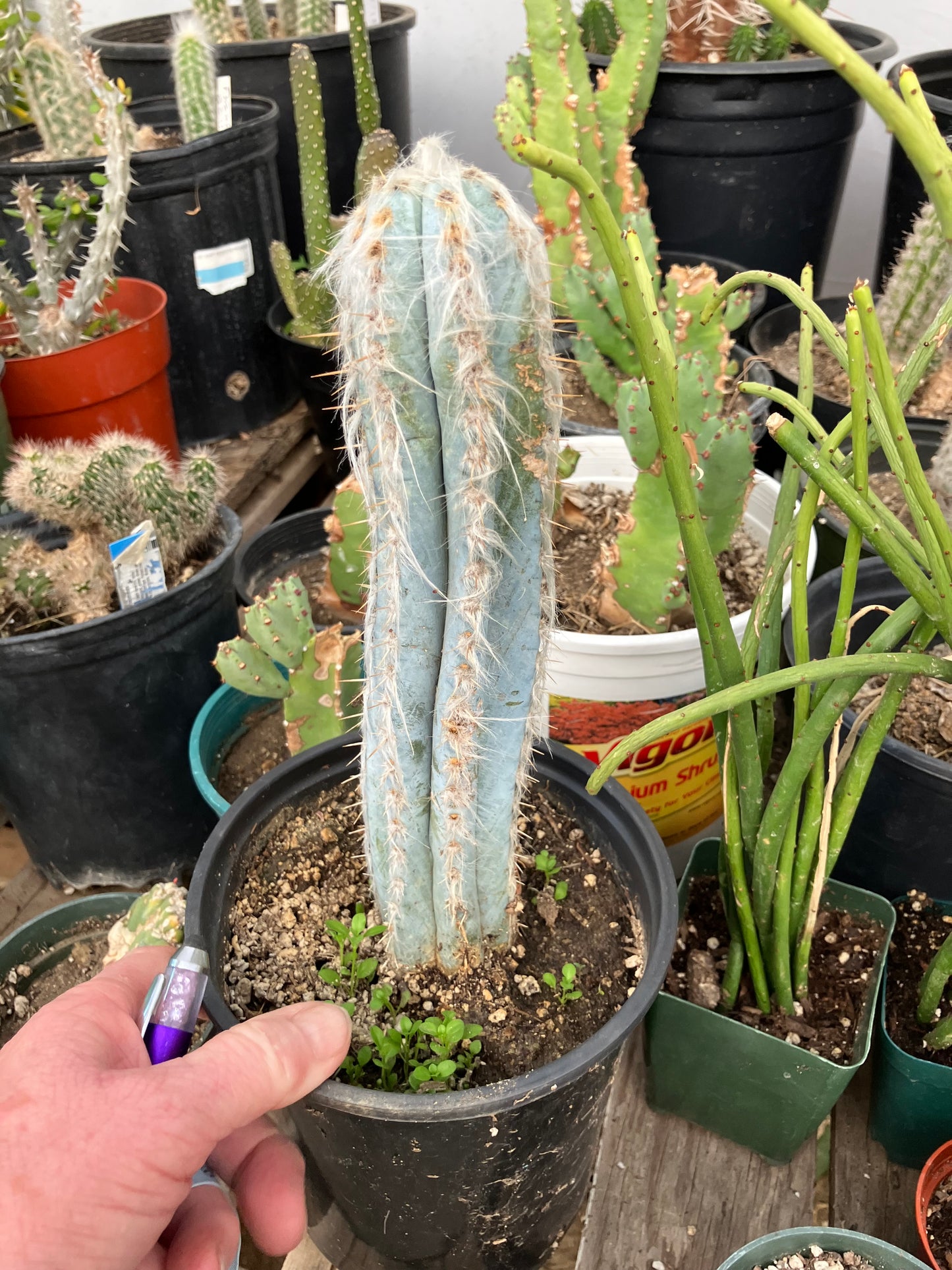 Pilosocereus Pachycladus Cactus 10" Tall 8.5"Circumference