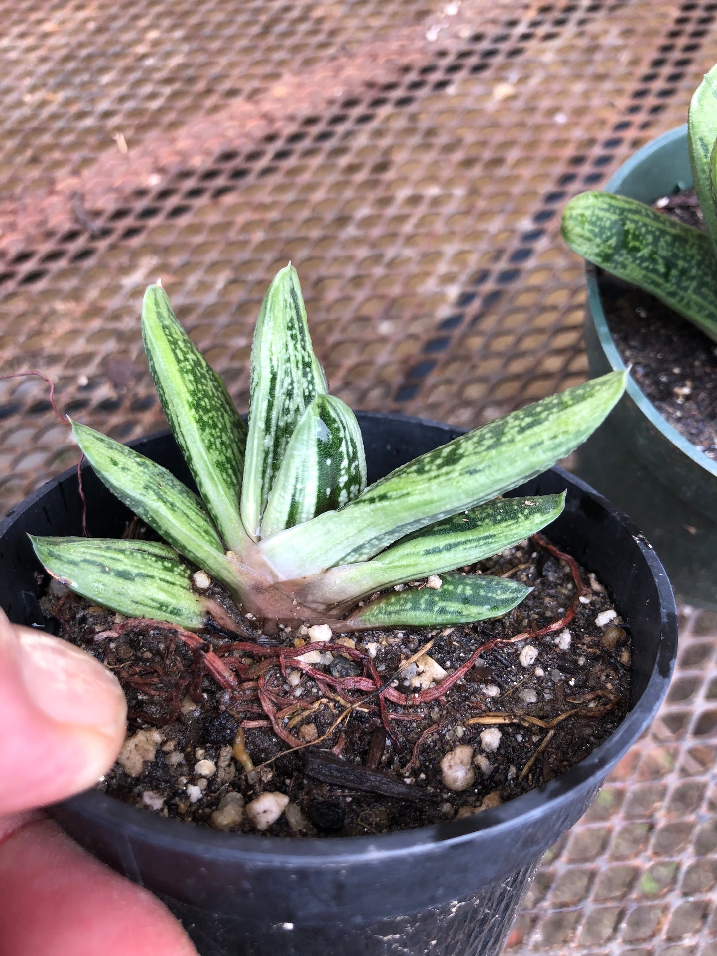 Gasteria Little Warty 3.5”W