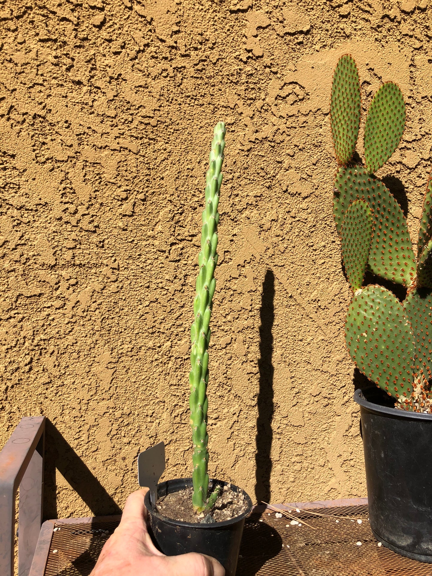 Cholla Cylindropuntia  Buckhorn Cactus 15”Tall #150W