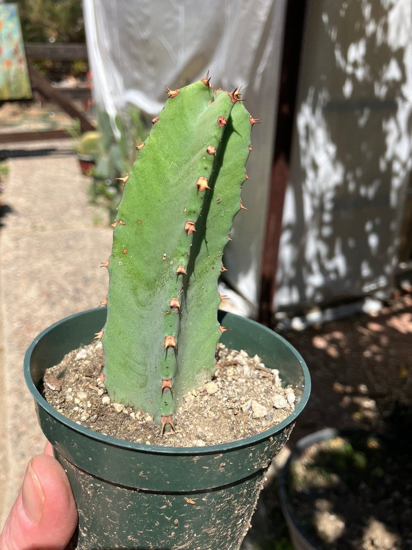 Euphorbia resinifera Moroccan Mound 5"Tall #51W