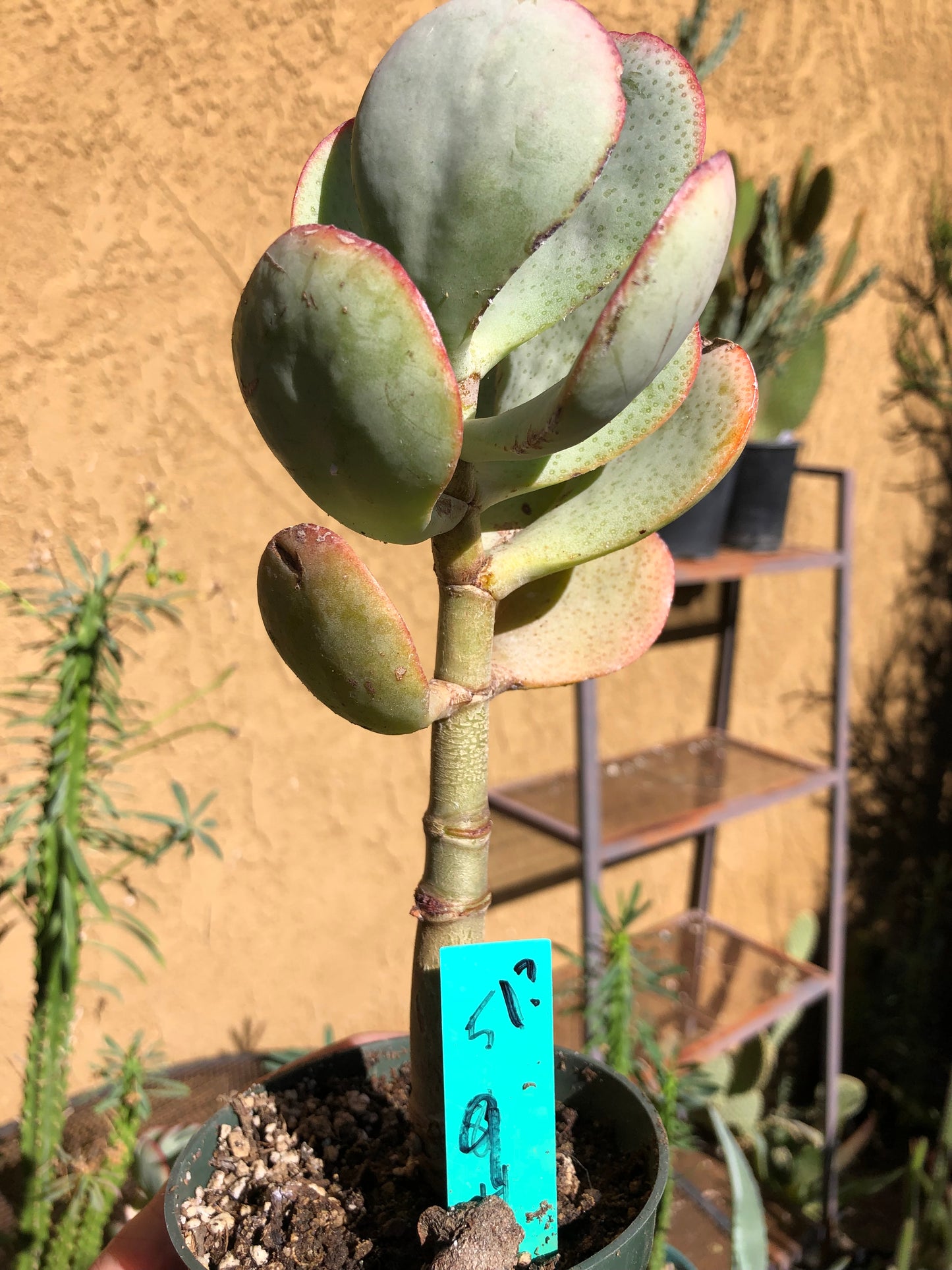 Crassula arborescens Silver Dollar 9”Tall #51G*