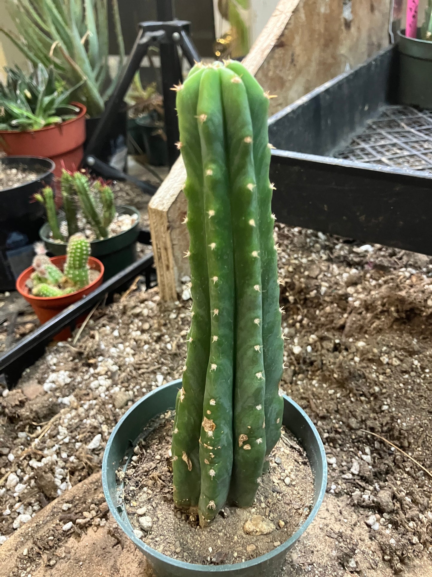 San Pedro Cactus - Trichocereus pachanoi 7"Tall #8W