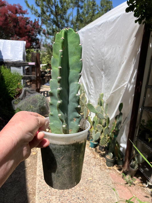 Cereus Peruvianus Night Blooming 9"Tall #97P