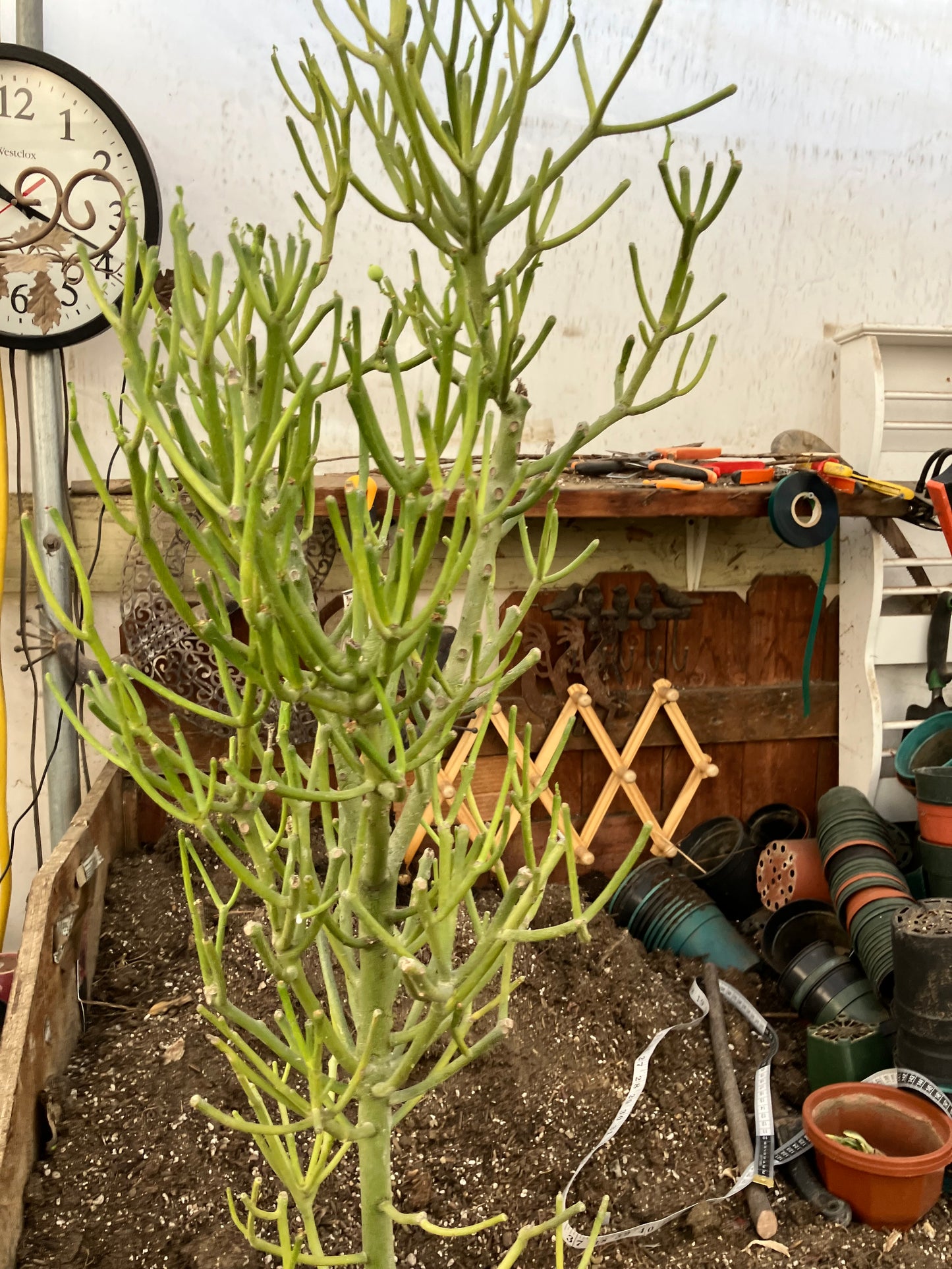 Euphorbia tirucalli Fire Stick 37"Tall 12"Wide #32G