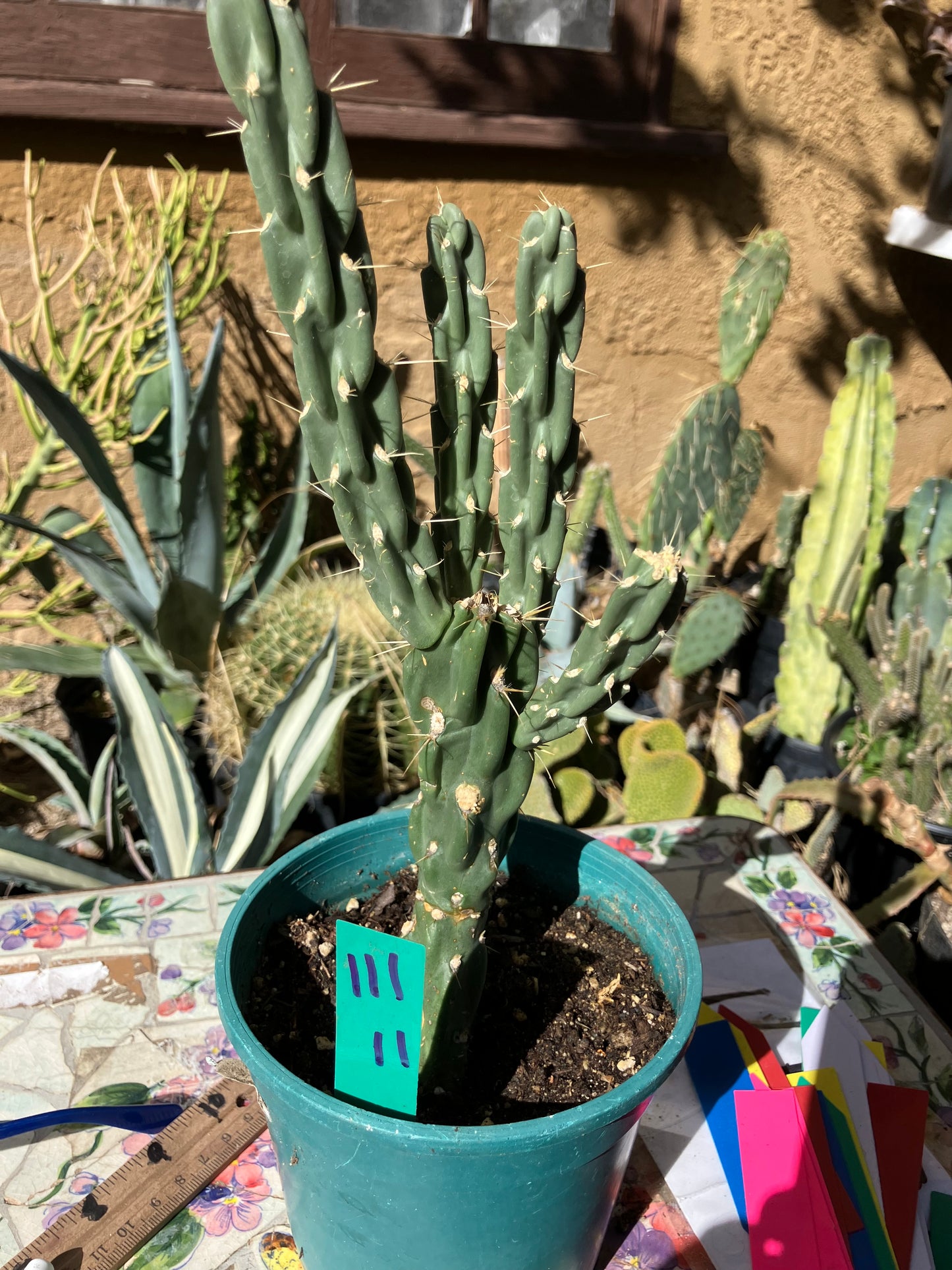 Cholla Cylindropuntia Buckhorn Cactus 11”Tall #111g