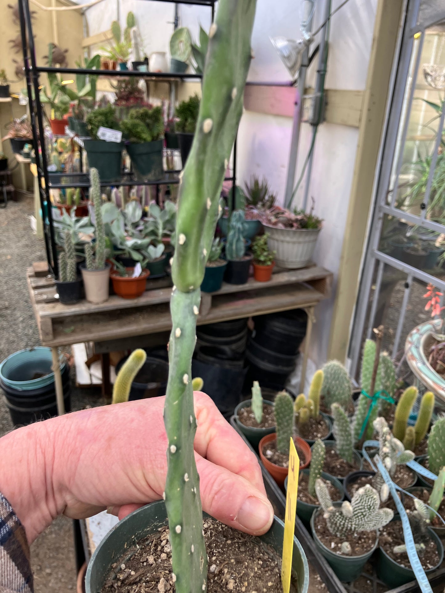 Opuntia canterae elata Ground Crawler 11"Tall #4Y