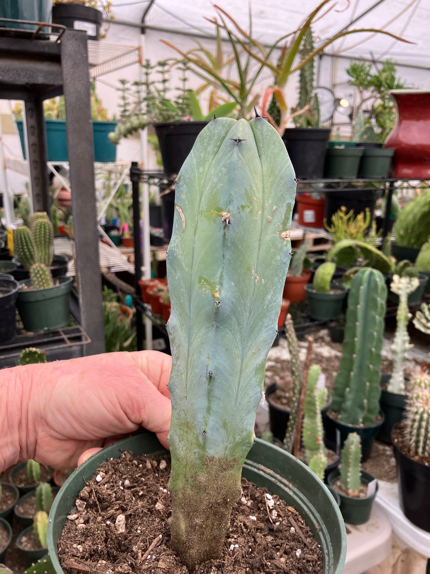 Myrtillocactus cochal Candelabra Cactus 9"Tall 2.5" Wide #9R