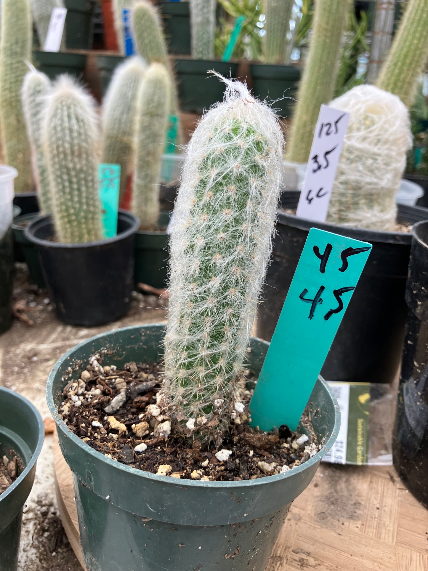 Oreocereus doelzianus Old Woman, Old Man Cactus 4.5"Tall #45G