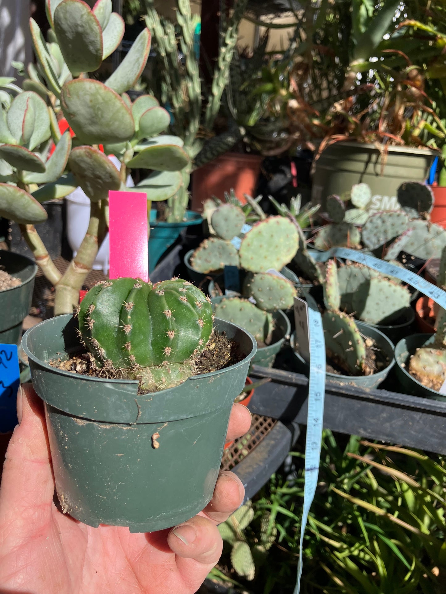 Echinopsis oxygona Salmon Easter Lily 7.5"Circumference #1P