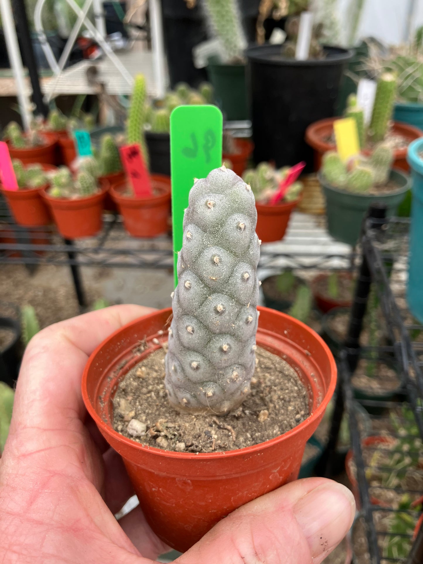 Pine Cone Cactus Tephrocactus~ articulatus var. diadematus Pinecone 3"Tall #96G