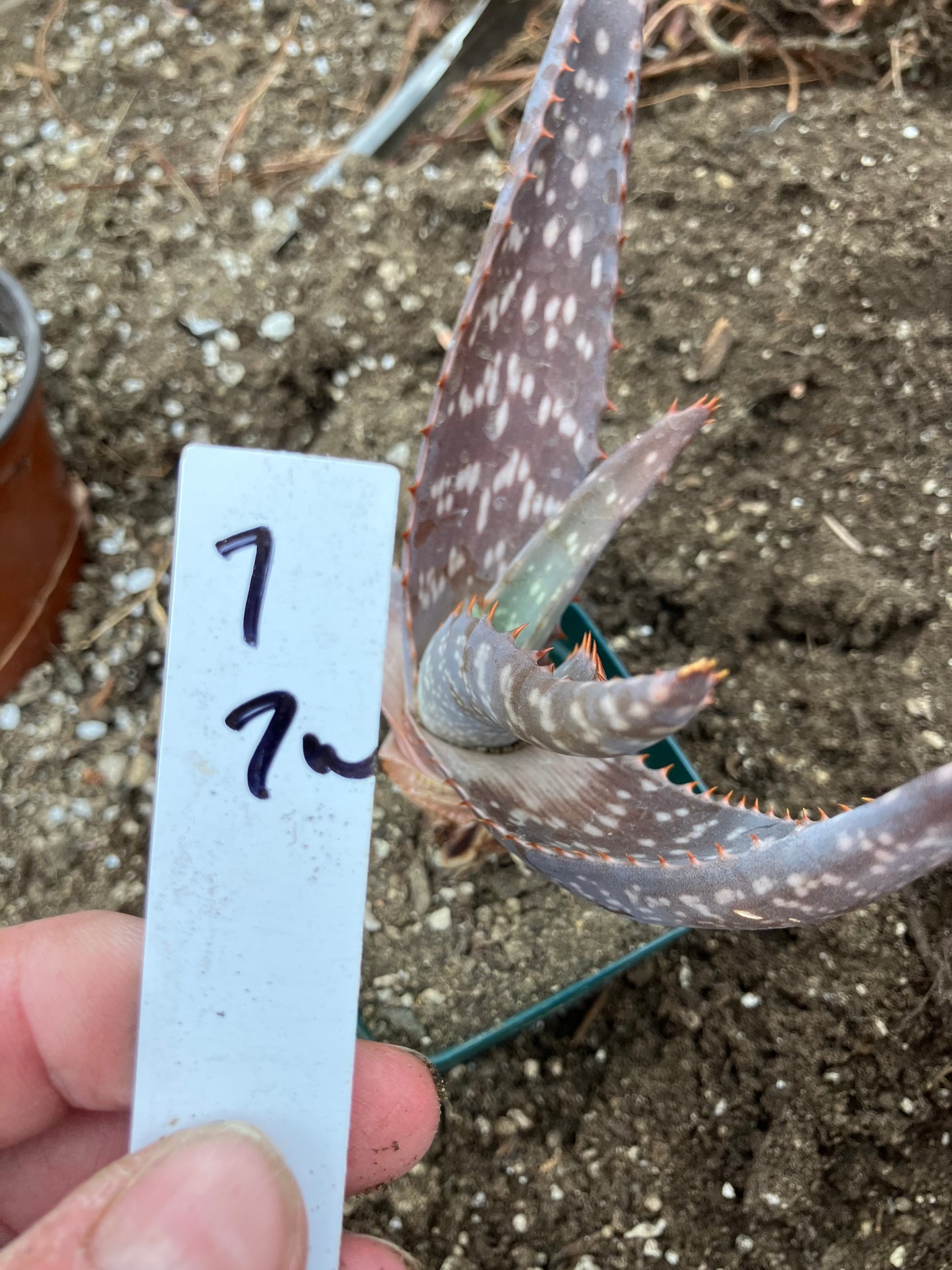 Aloe maculata Soap Aloe 7"Wide Succulent Cactus #7w