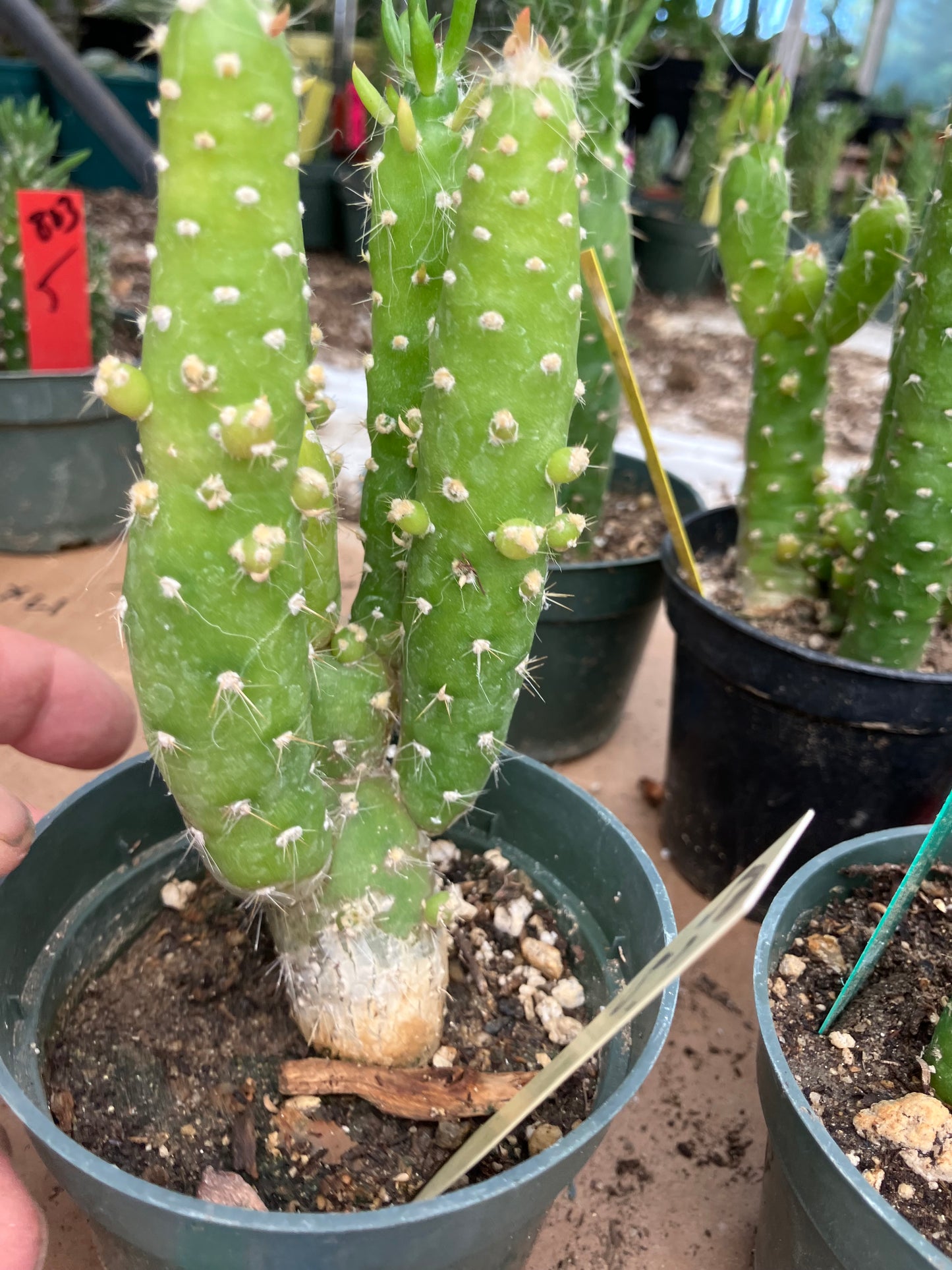 Austrocylindropuntia Cactus Gumbi Mini Eve's Needle 5"Tall #50Y