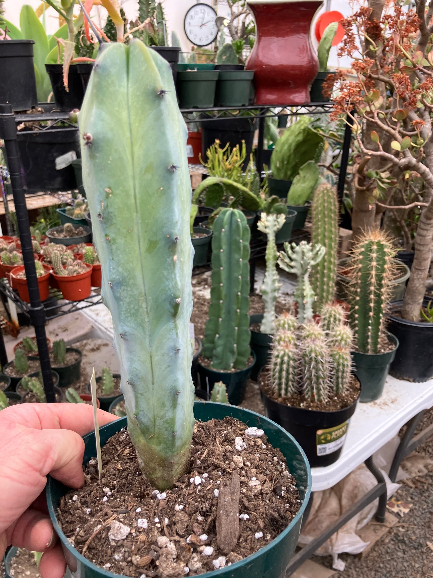 Myrtillocactus cochal Candelabra Cactus 10"Tall 2.5" Wide #6Y