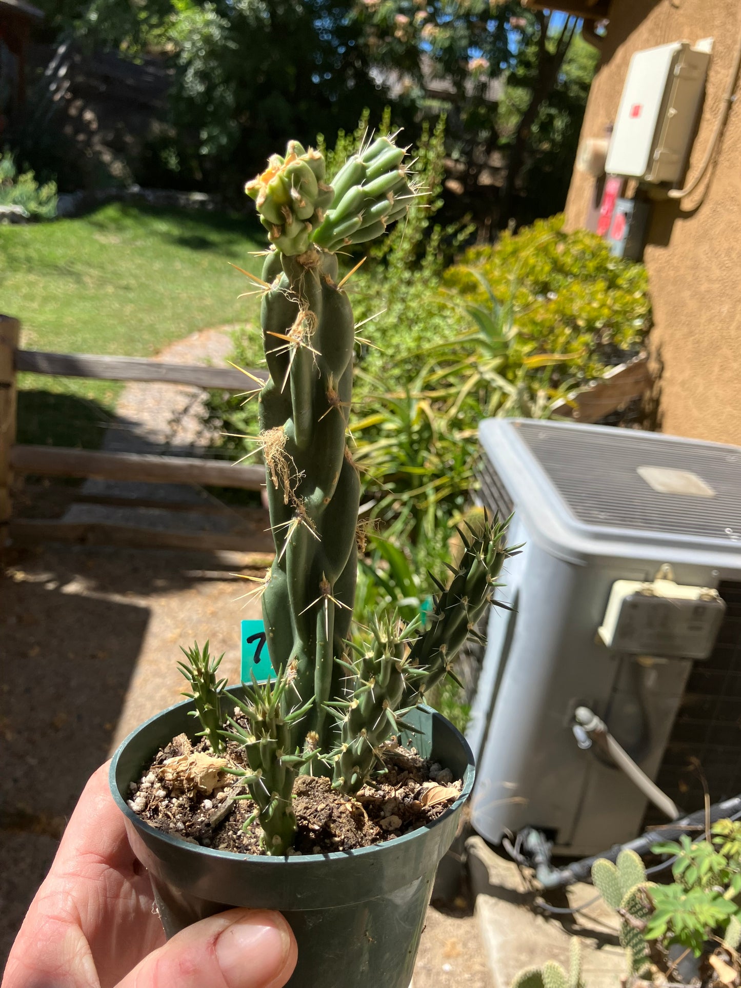 Cholla Cylindropuntia Buckhorn Cactus 9”Tall #78G