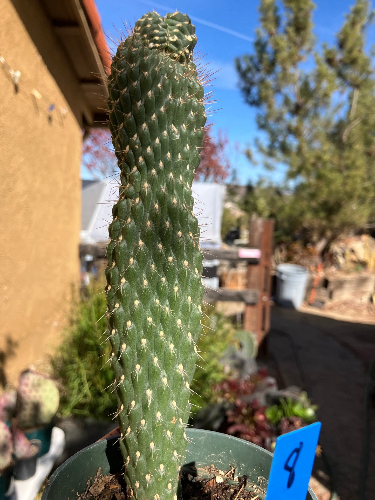 Cylindropuntia fulgida Cholla Boxing Glove Cactus Crest 8"Tall #8B*