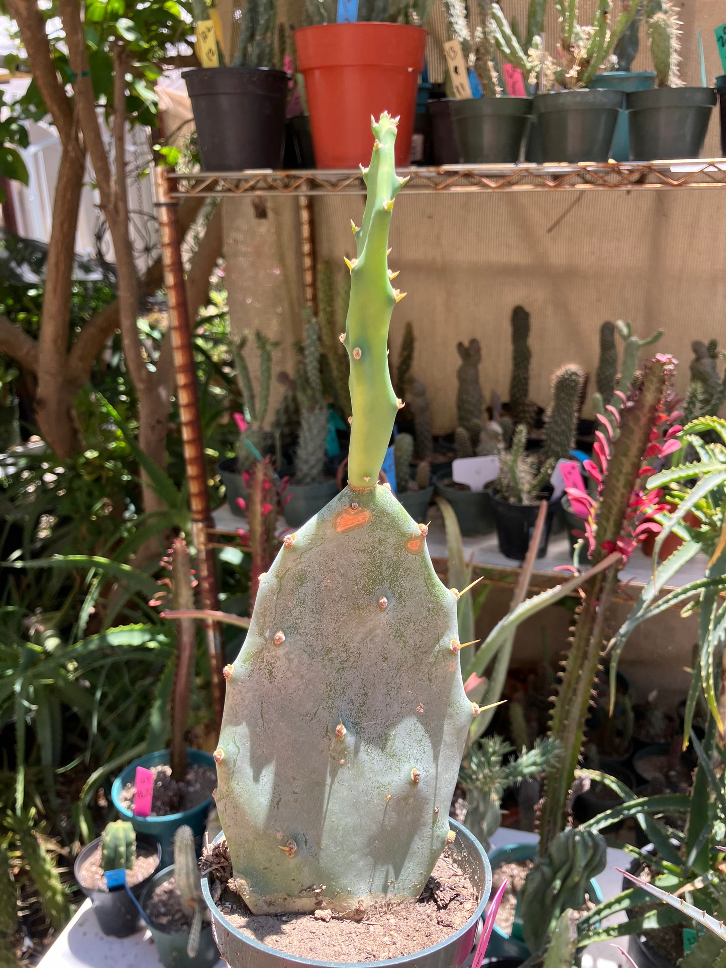 Opuntia Hybrid Cartwheel  "Hybrid Prickly Pear" 10"Tall #101P