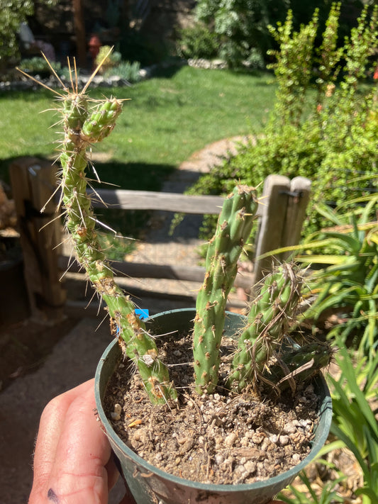 Cholla Cylindropuntia  Buckhorn  Cactus 5”Tall #051B