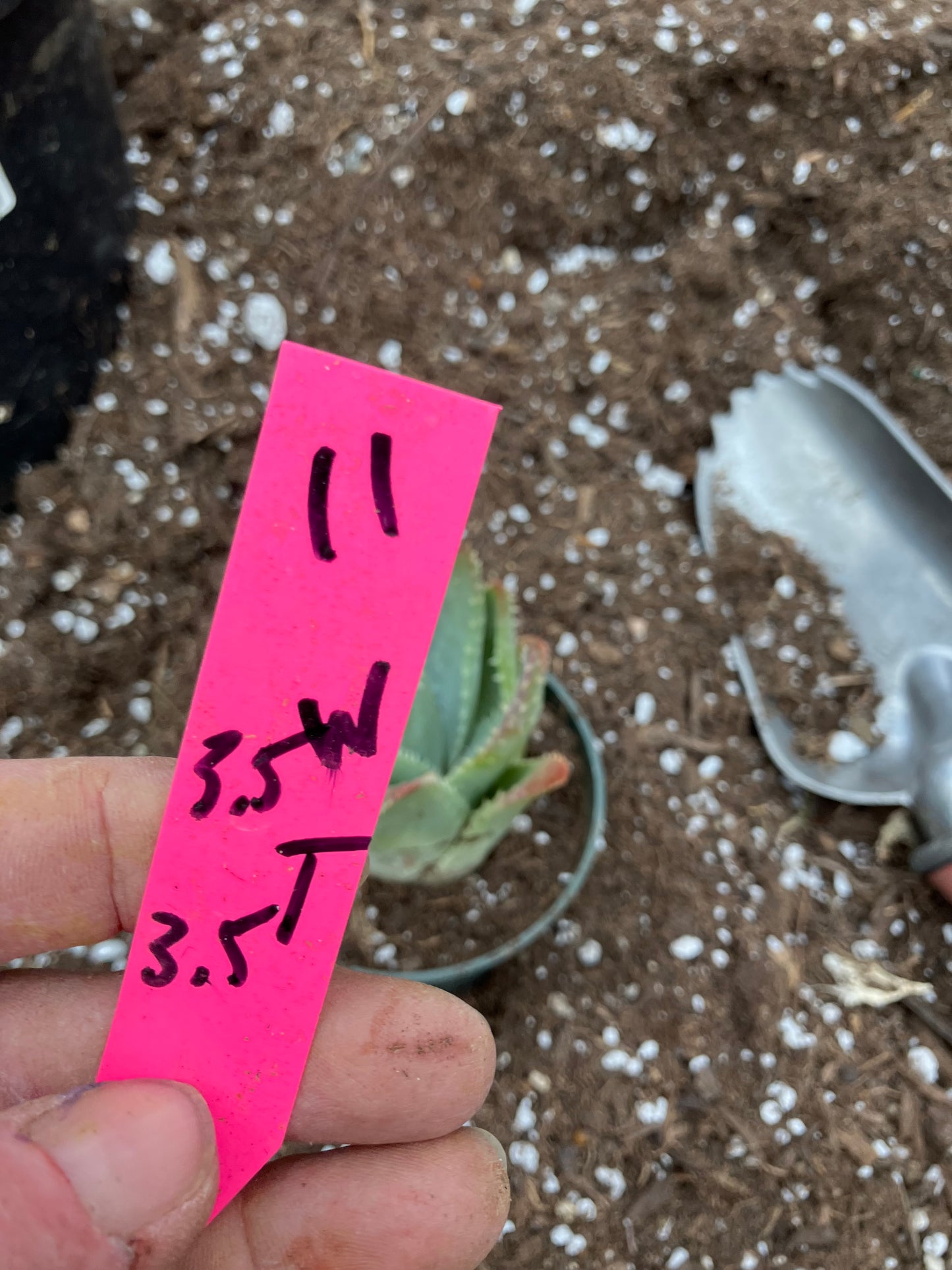 Aloe Brevifolia Short Leaf Aloe Succulent 3.5"W 3.5"Tall #11P