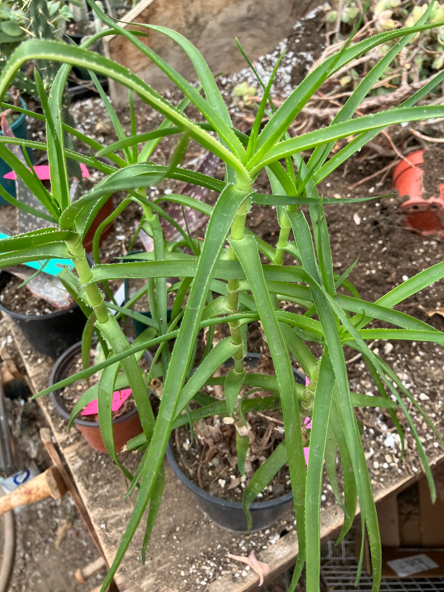 Aloe Ciliaris Climbing Succulent 12”Tall 5"Wide #12P