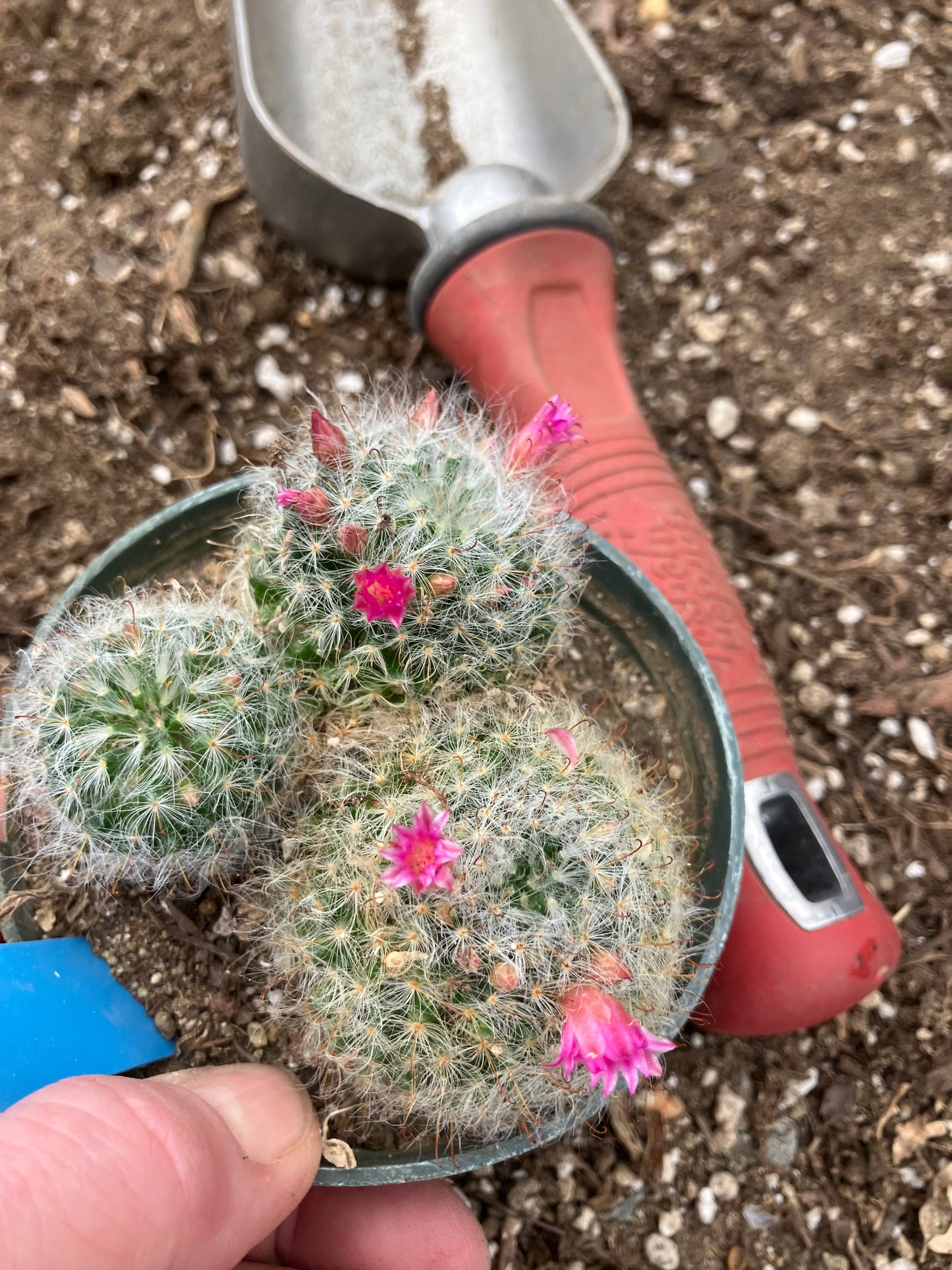 Mammillaria bocasana rosalviflora Powder Puff Cluster 4"W #31B "This Plant"