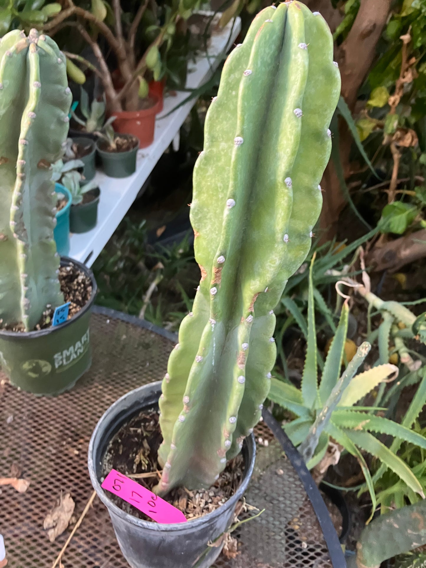 Cereus Peruvianus Night Blooming 17"Tall #011P