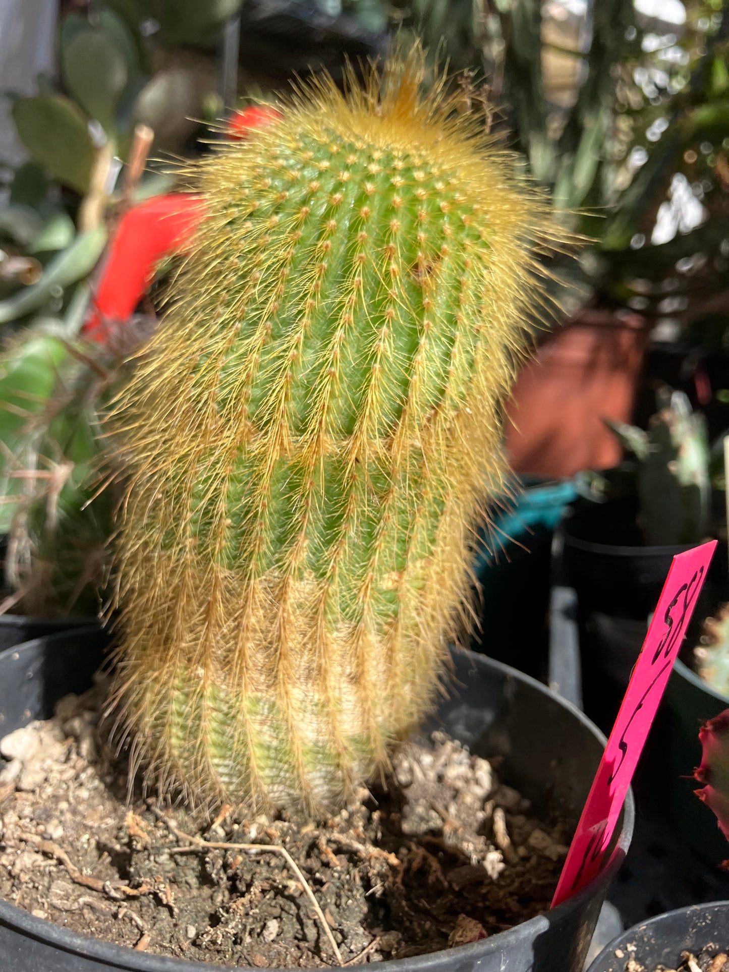 Notocactus leninghausii 5"Tall Cactus #58P