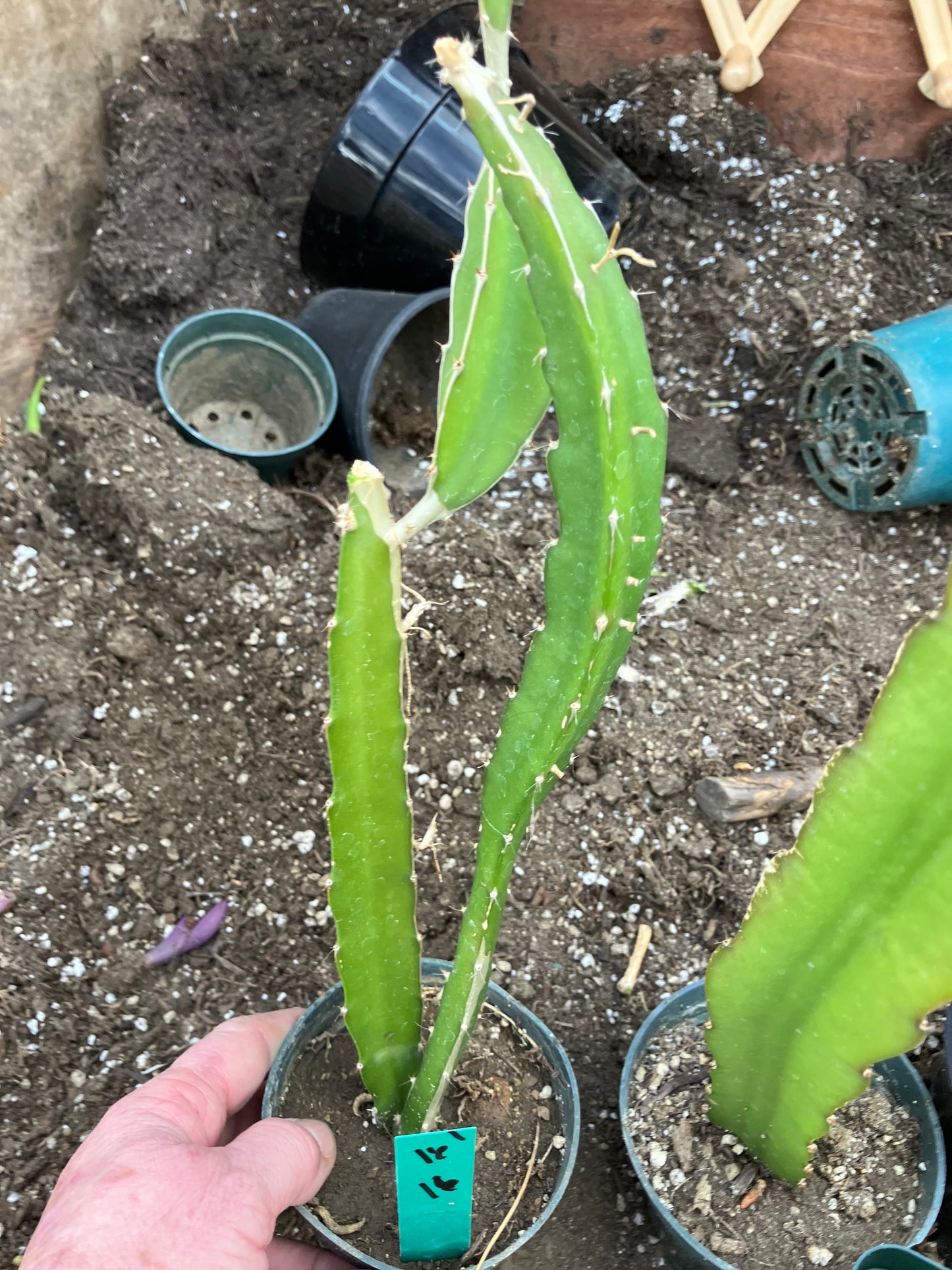 Dragon Fruit Plant Rooted Pitaya or Pitahaya 16" Tall #16G