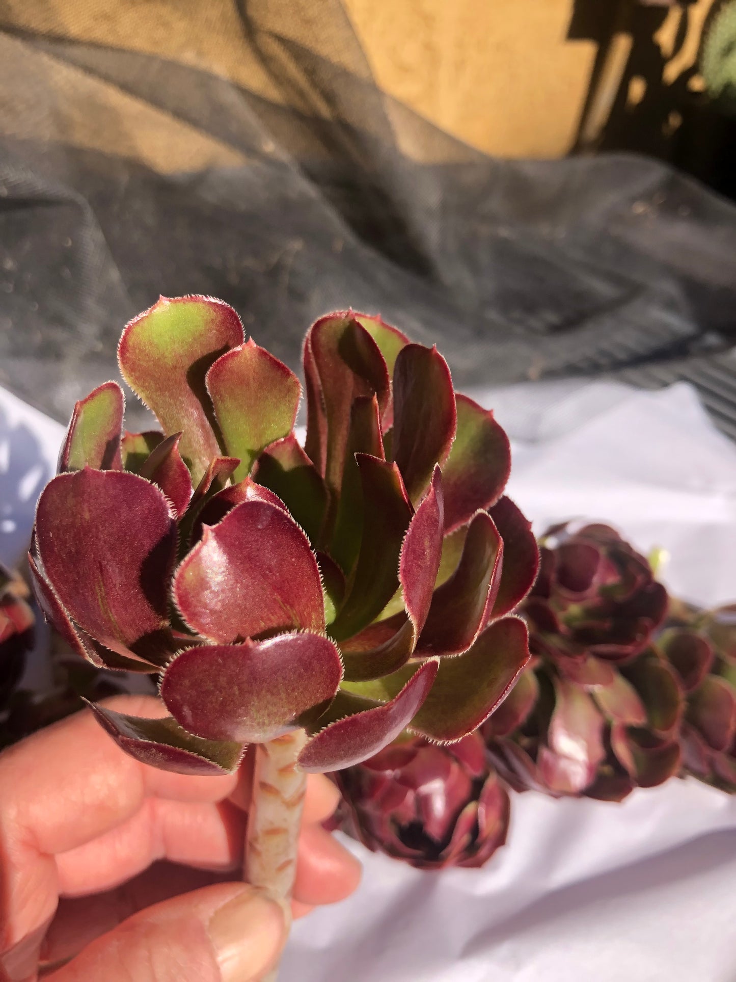 Red Aeonium "Jack Catlin" Twelve (12) Beautiful 6" Tall UnRooted Cuttings