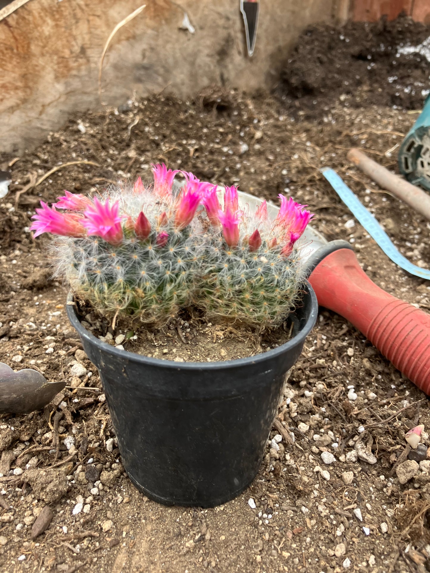 Mammillaria bocasana rosalviflora Powder Puff Cluster 3.5"W #041G"This Plant"