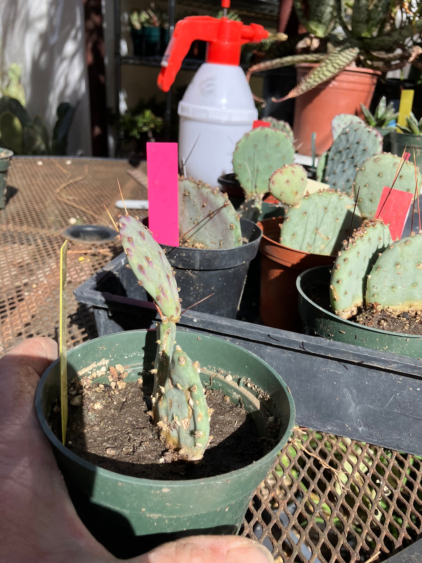 Opuntia Santa Rita Purple Prickly Pear 3.5”Tall #54Y