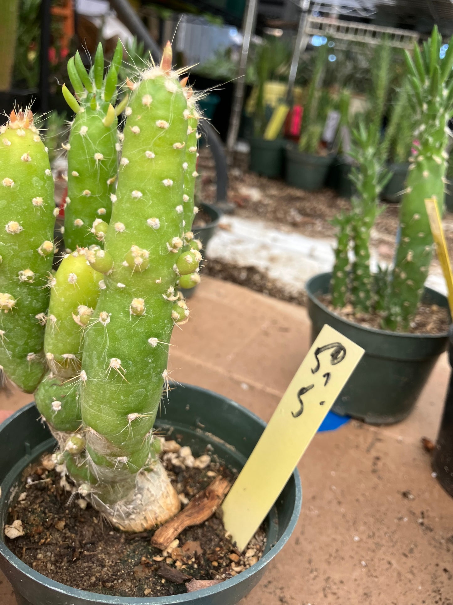 Austrocylindropuntia Cactus Gumbi Mini Eve's Needle 5"Tall #50Y