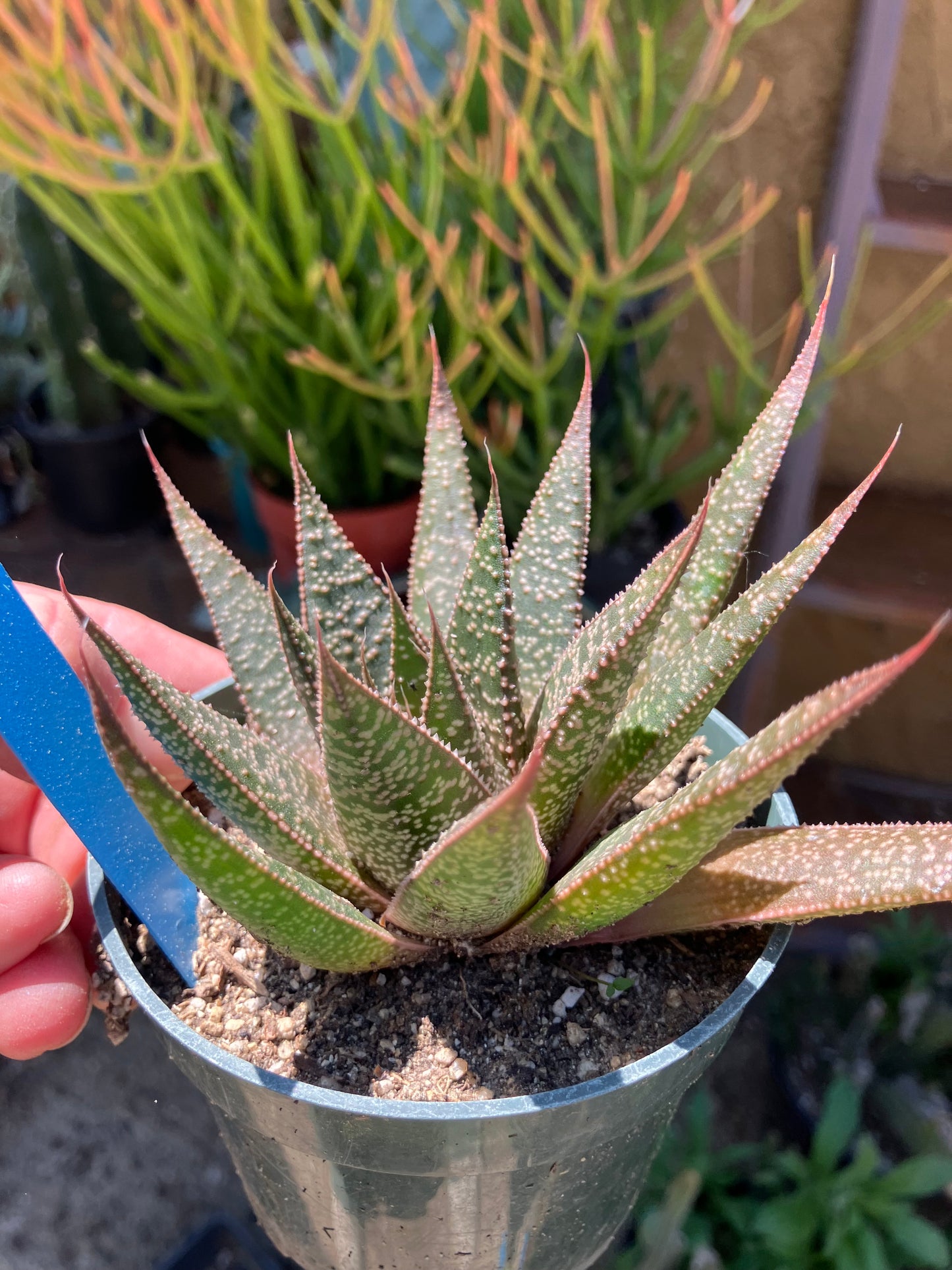 Guinea-fowl aloe  Aristaloe aristata 4”Wide #41B