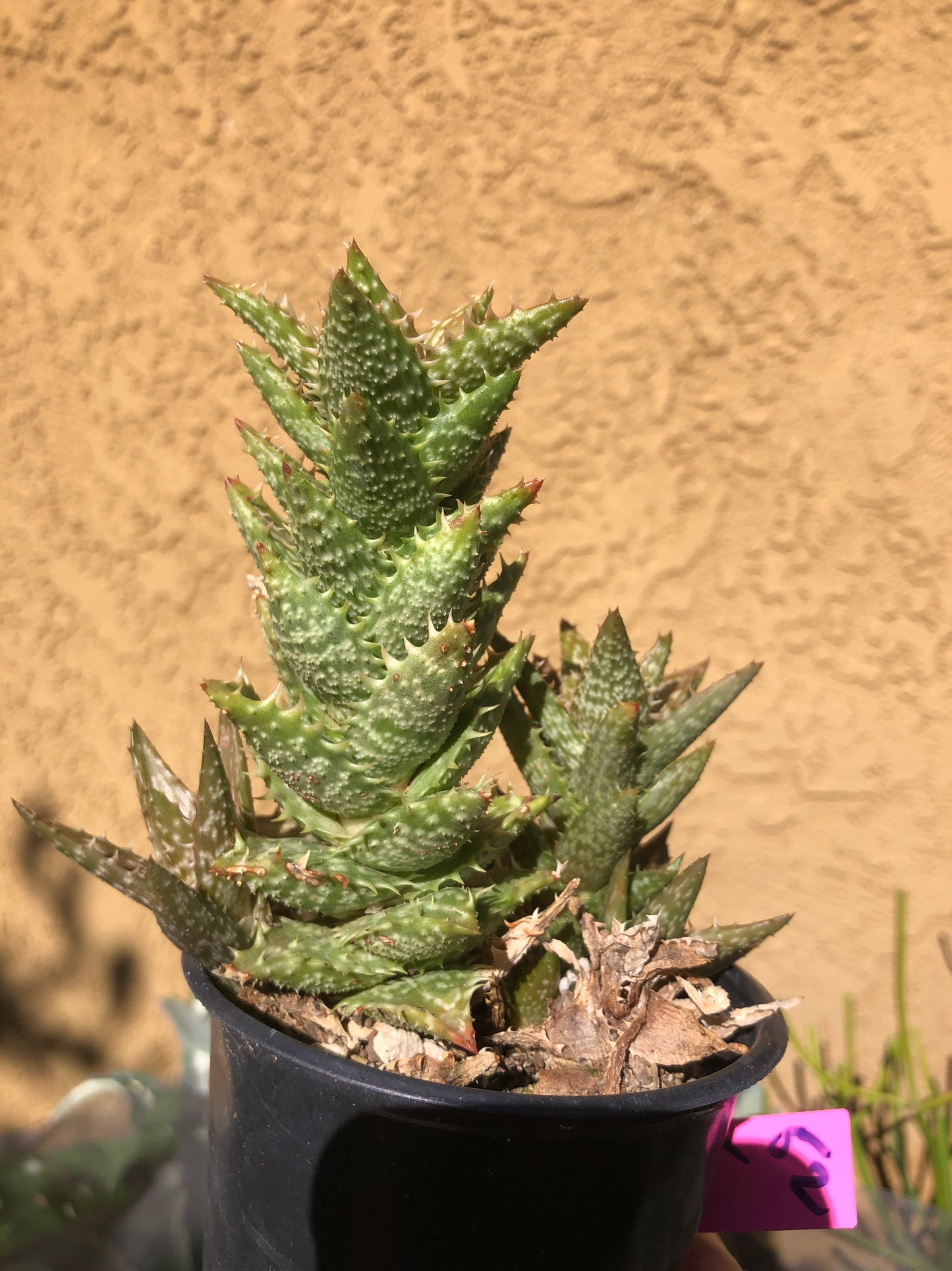 Aloe juvenna Tiger Tooth 5"Tall #52P