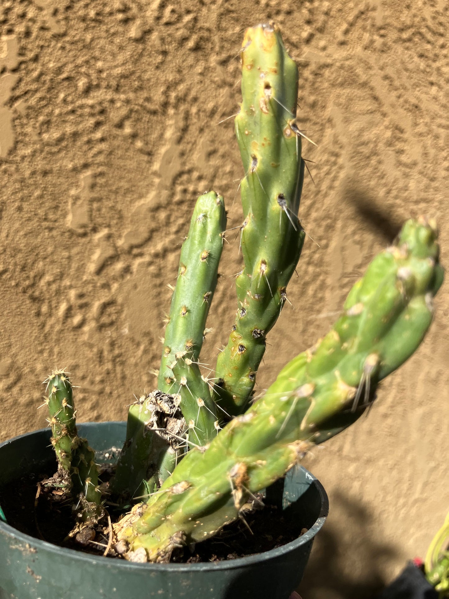 Cholla Cylindropuntia Imbricata  Buckhorn 5”Tall #11G*