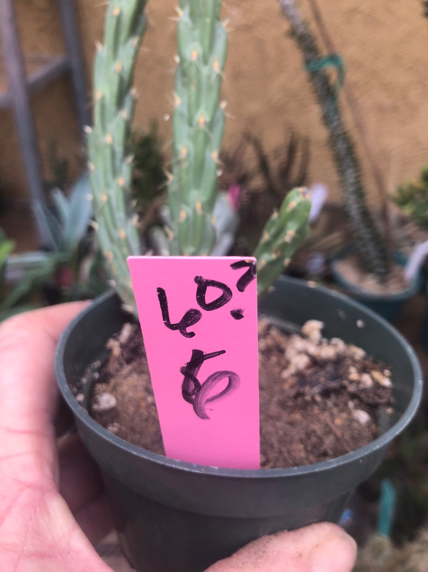Cholla Cylindropuntia  Buckhorn 6”Tall #60P