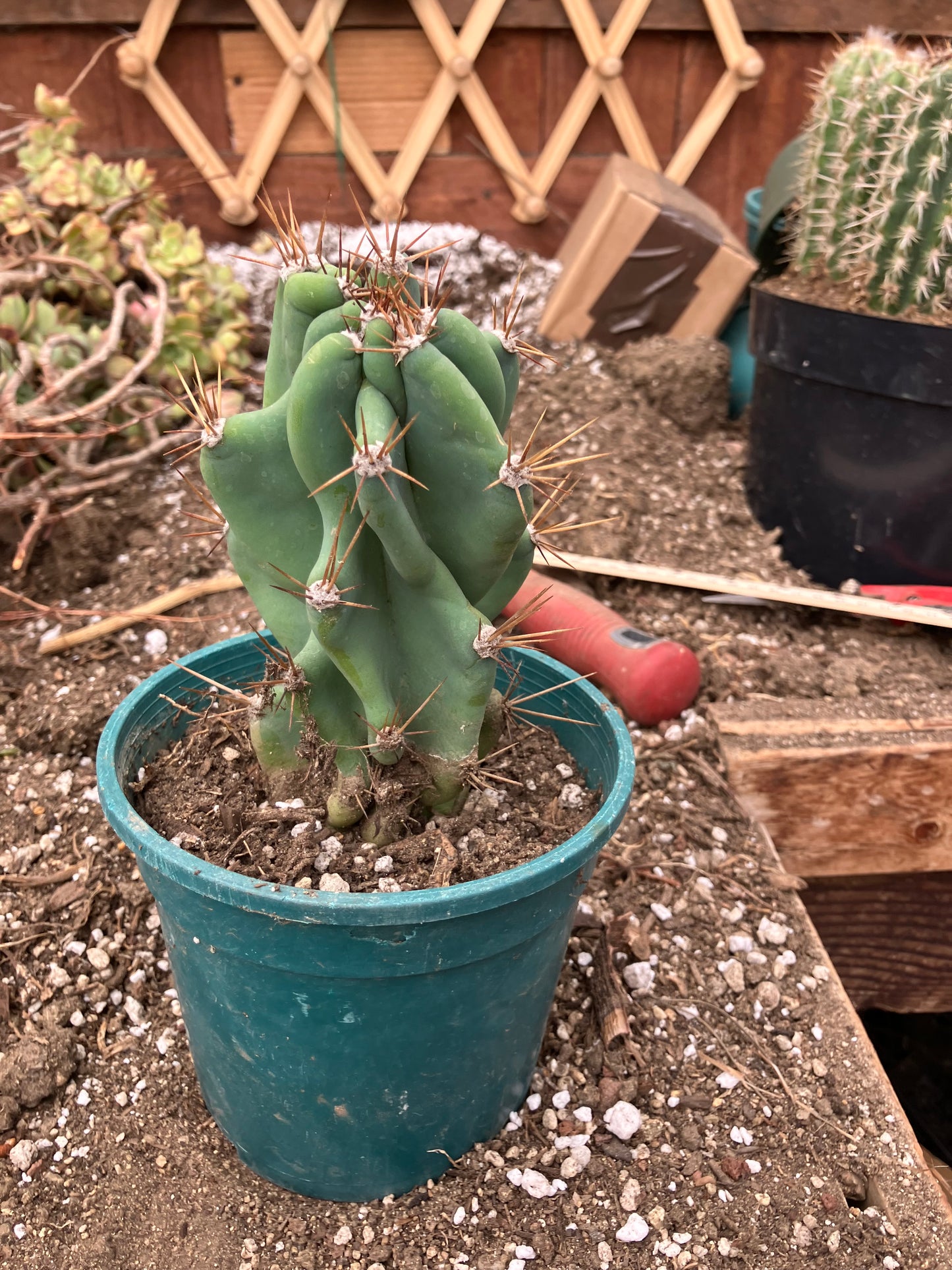 Cereus Peruvianus Monstrose Night Blooming 6"Tall #1W