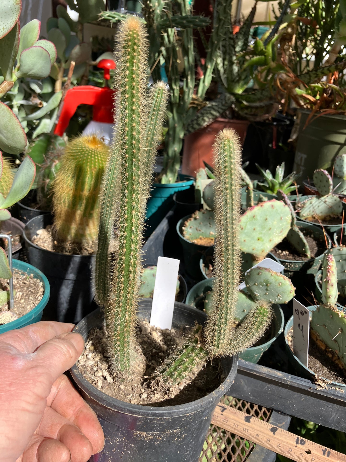 Corryocactus erectus "Red Hot Chili Poker" 10"Tall 6"Wide #010W