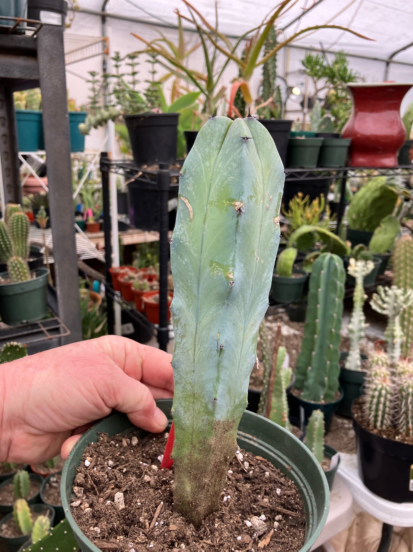 Myrtillocactus cochal Candelabra Cactus 9"Tall 2.5" Wide #9R