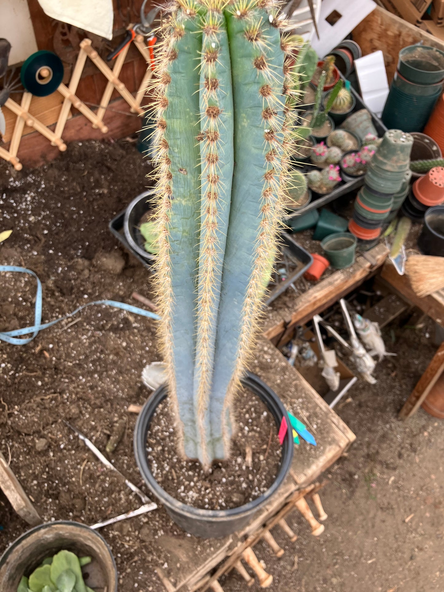 Pilosocereus Blue Azureus Cactus 31" Tall 11.25"Circumference #311P