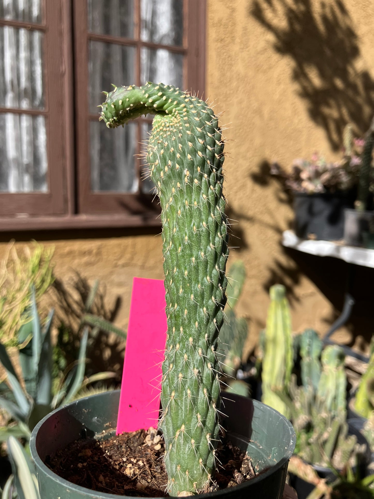Cylindropuntia fulgida Cholla Boxing Glove Cactus Crest 6"Tall #60P
